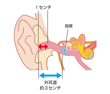 外耳道の図
