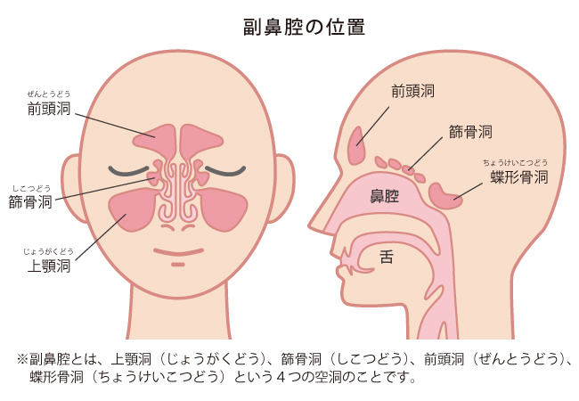 副鼻腔の位置